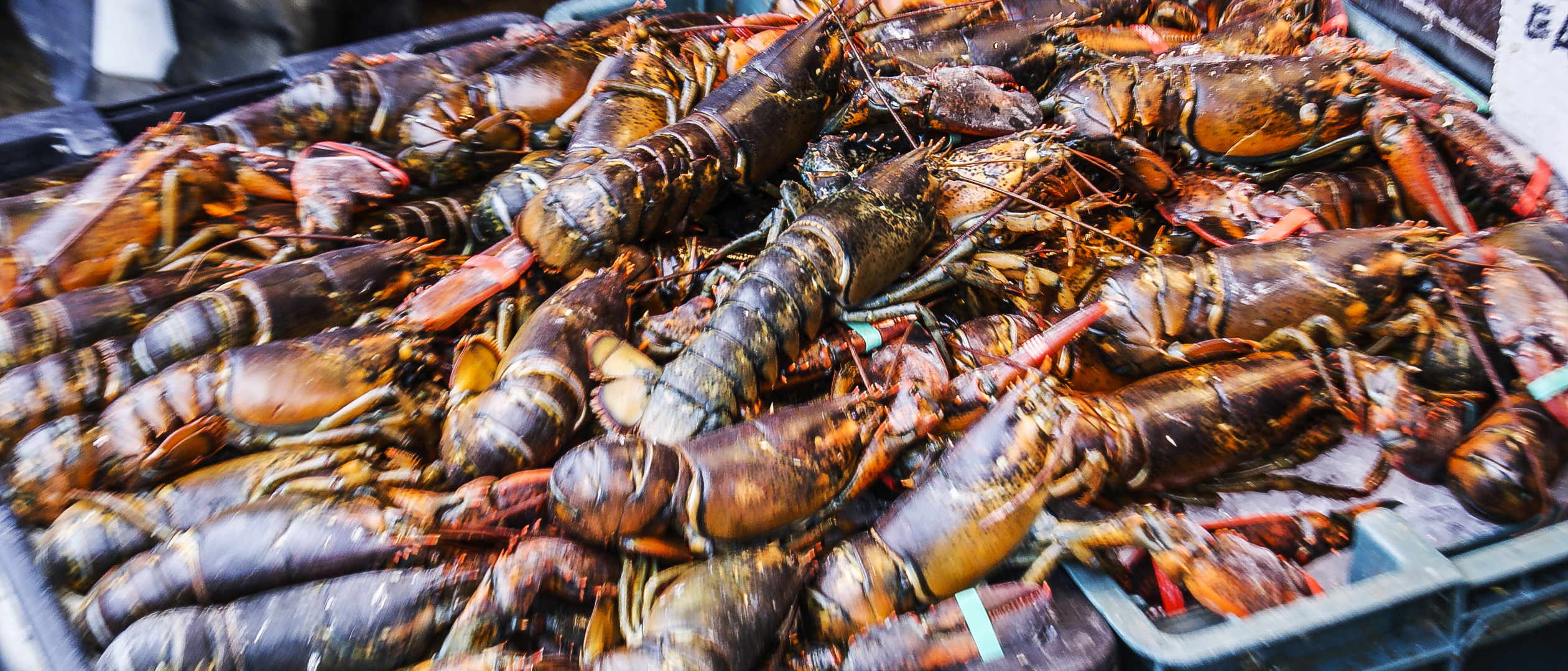 Lobster Foto & Bild north america, united states, new york state