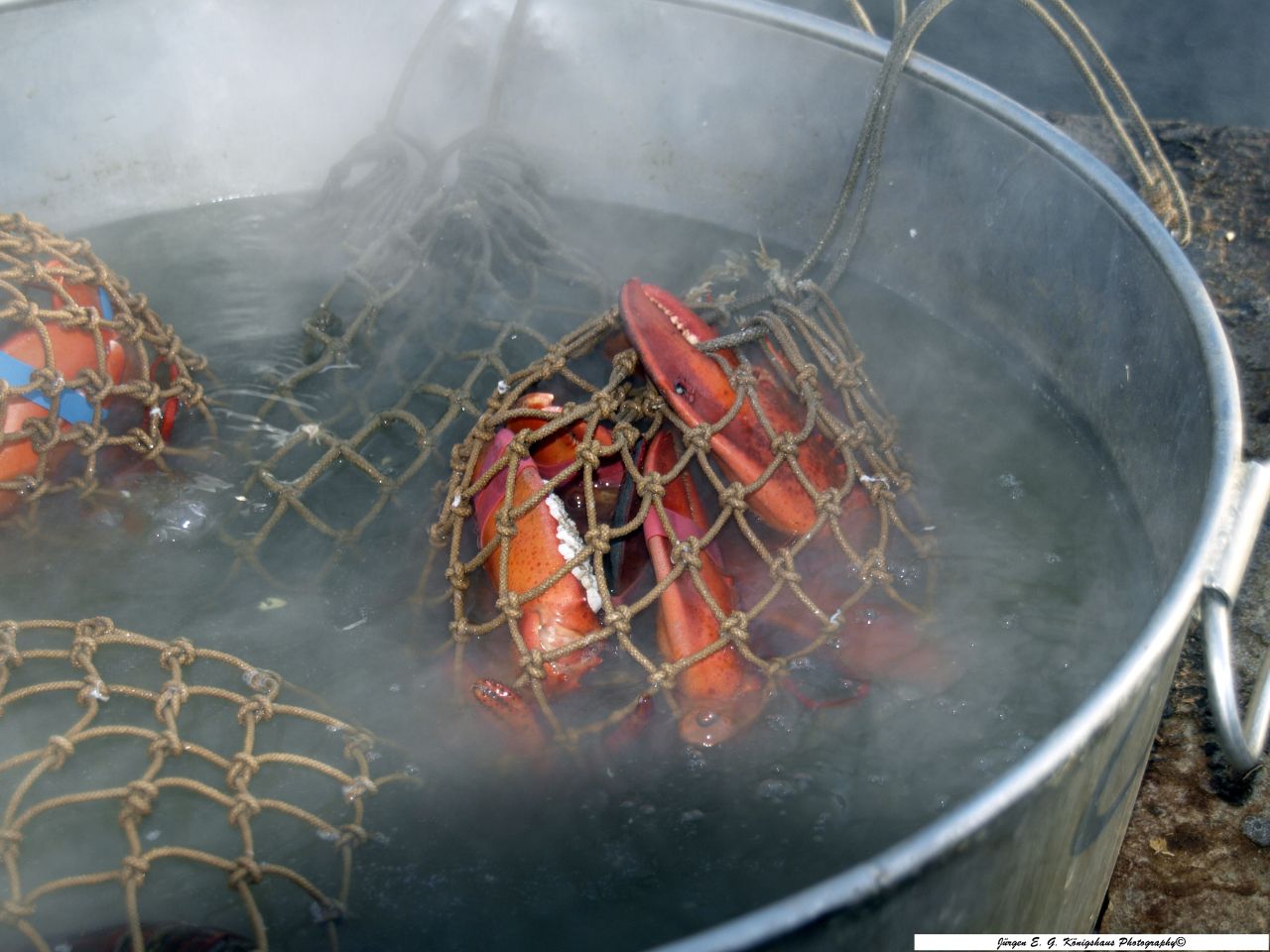 Lobster frisch gekocht