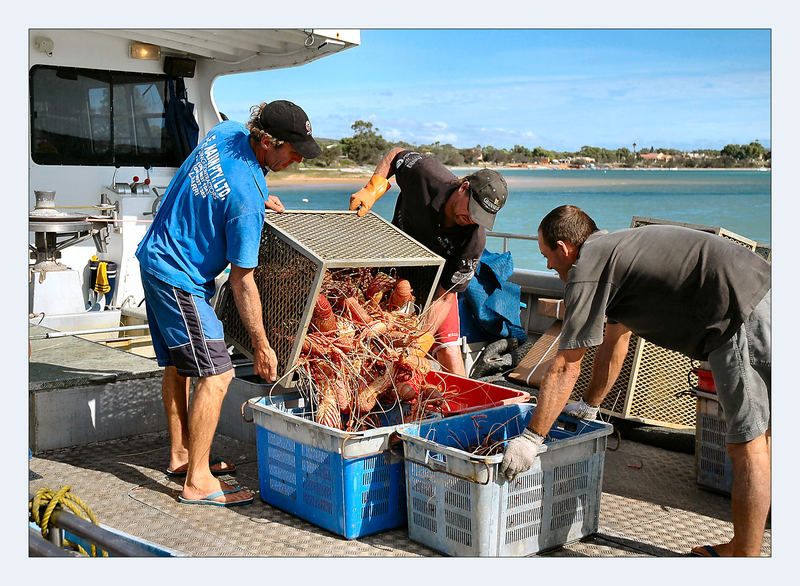 *** lobster on mass ***