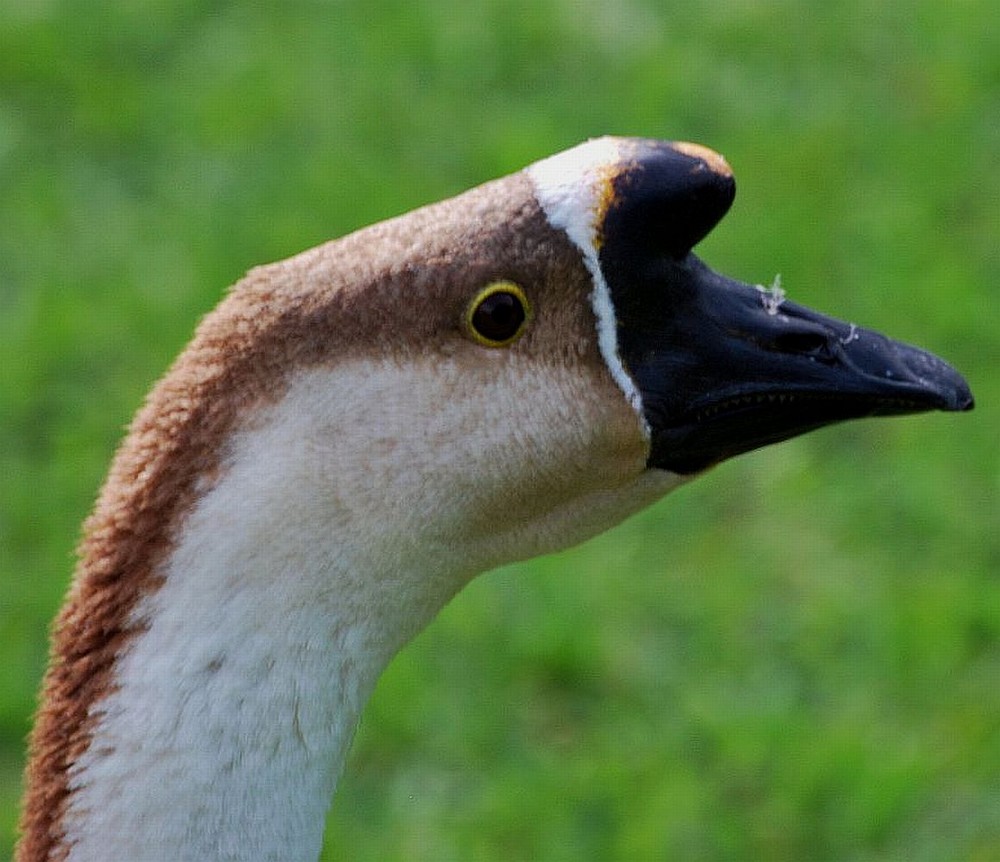 L'Oca Cinese   la forma domestica dell'Oca Cignoide