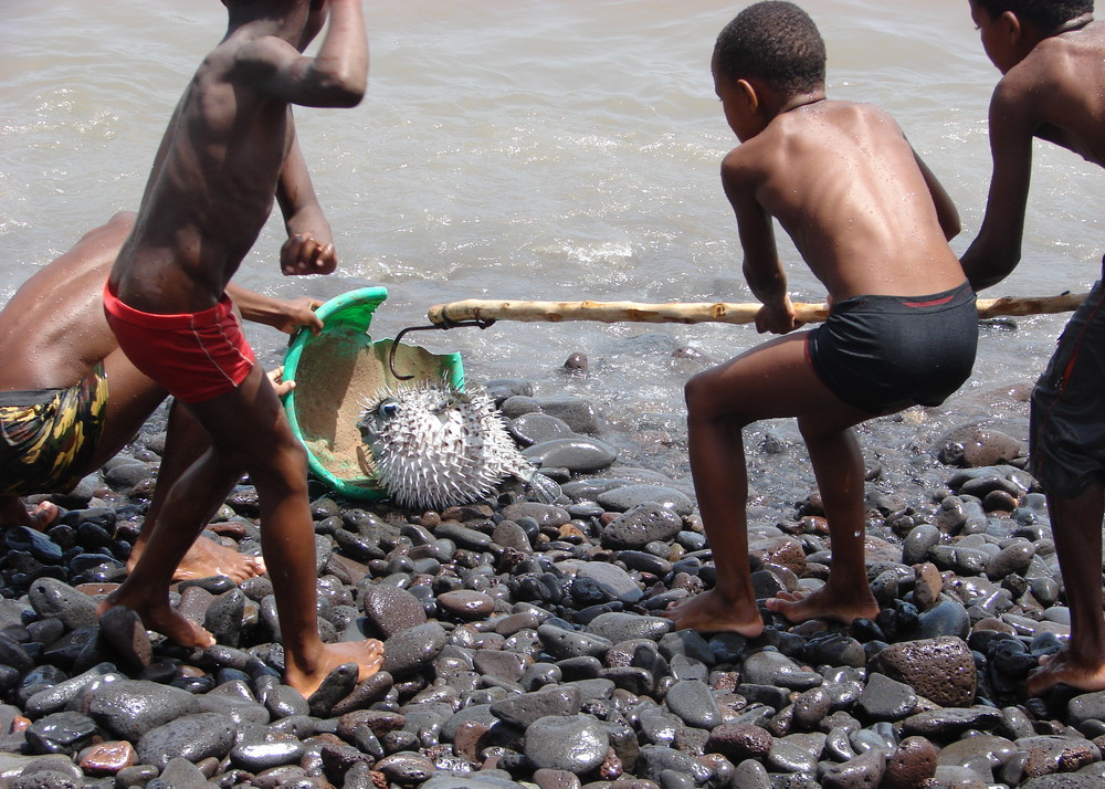 local boys 'in action' - the catch was quite a difficult venture, but the boys made it