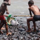 local boys 'in action' - the catch was quite a difficult venture, but the boys made it