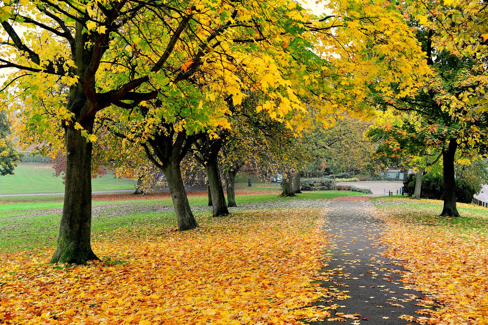 Local Park in November