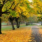 Local Park in November