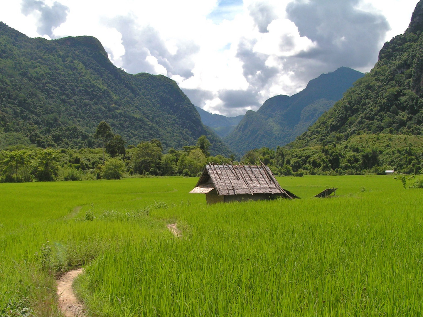 local village in rice fields