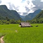 local village in rice fields