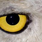 L'occhio del predatore