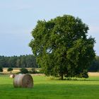 Loccumer Heide