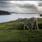 +++LOCH BAY/WATERNISH+++