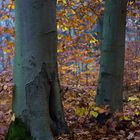 Loch im Baum