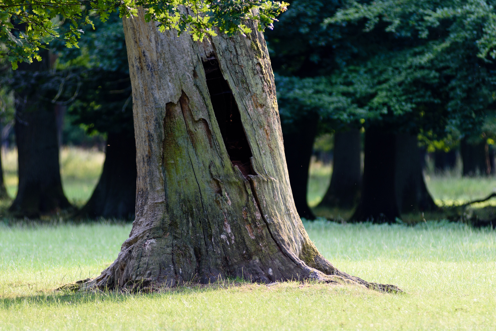 Loch im Baum