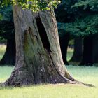 Loch im Baum