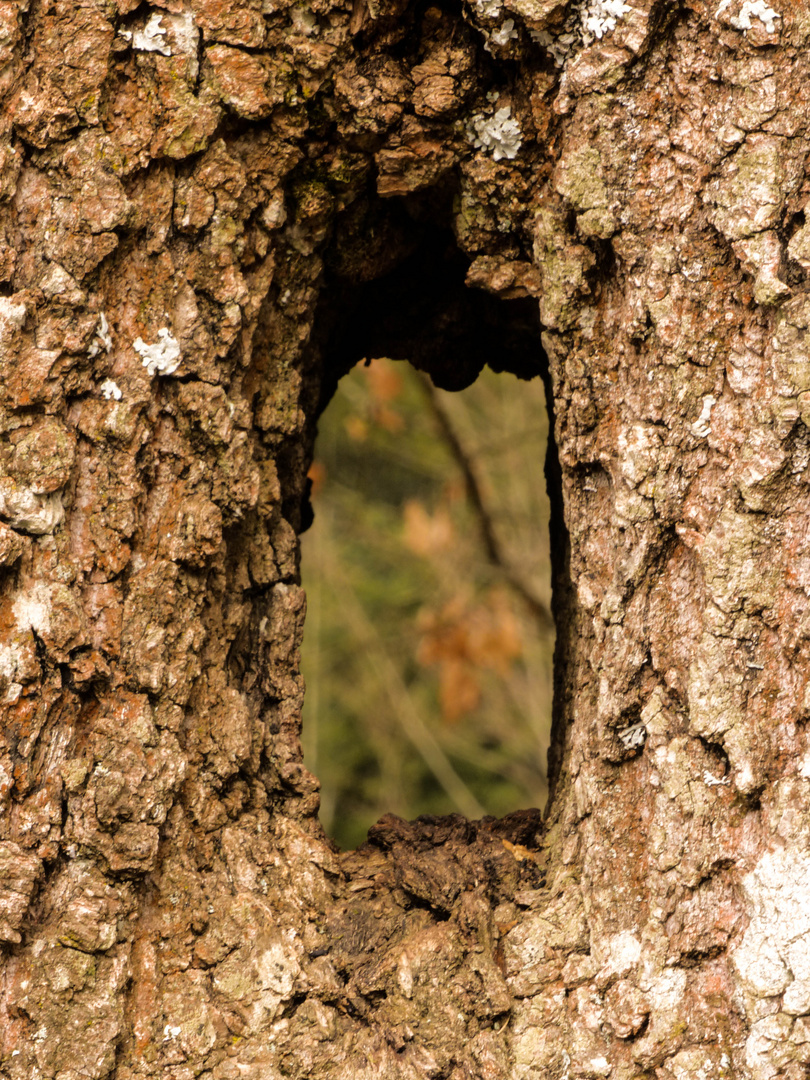 Loch im Baum