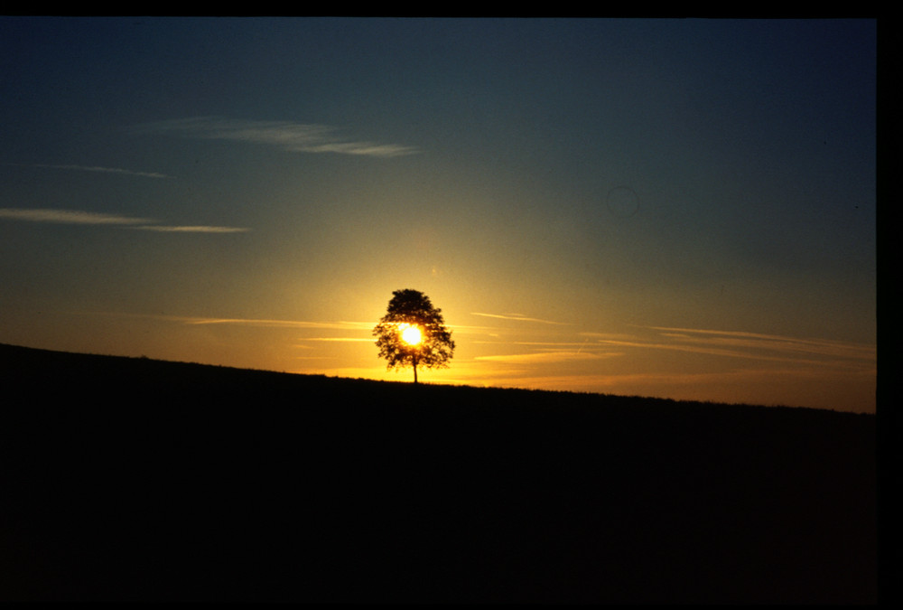 Loch im Baum