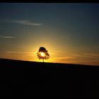 Loch im Baum