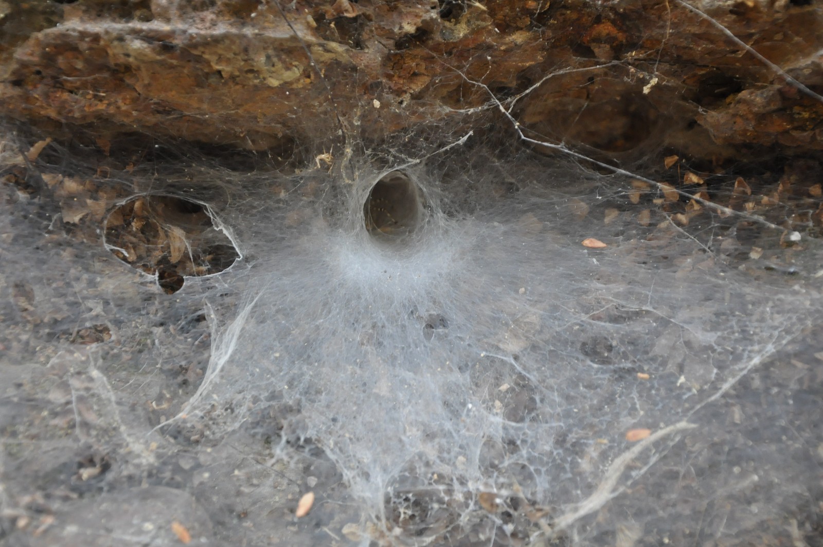 Loch im Universum des Spinnennetzes