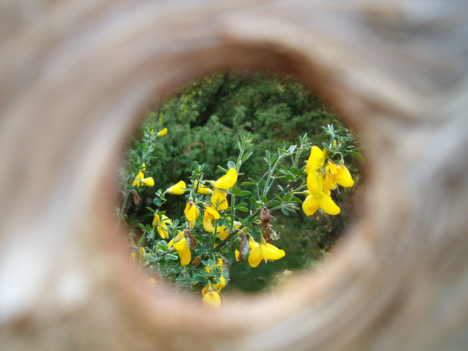 loch mit blumen