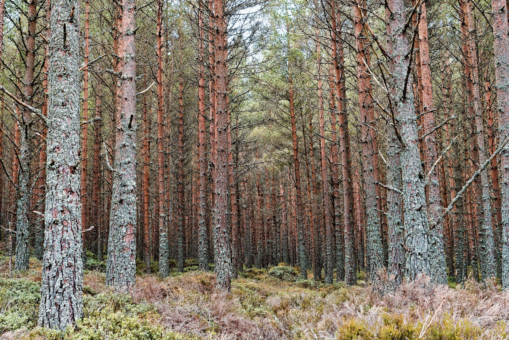 Loch Morlich Forest