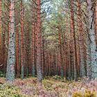 Loch Morlich Forest