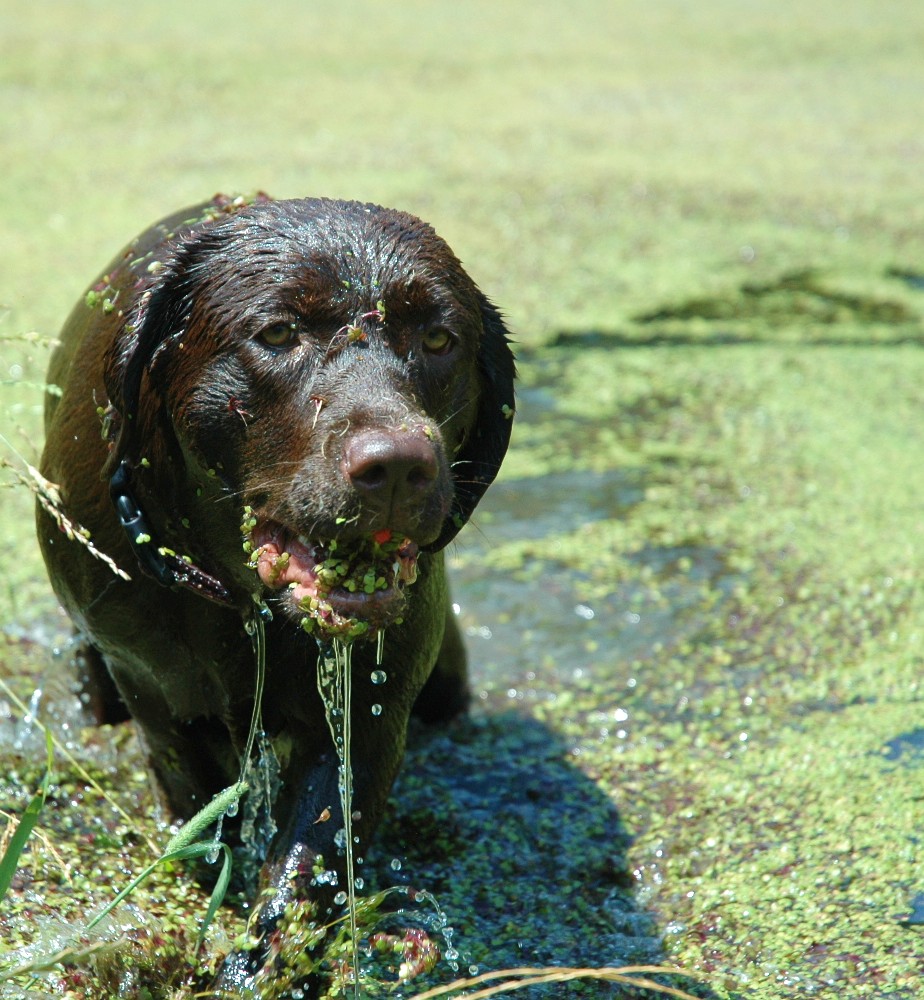 Loch Ness?