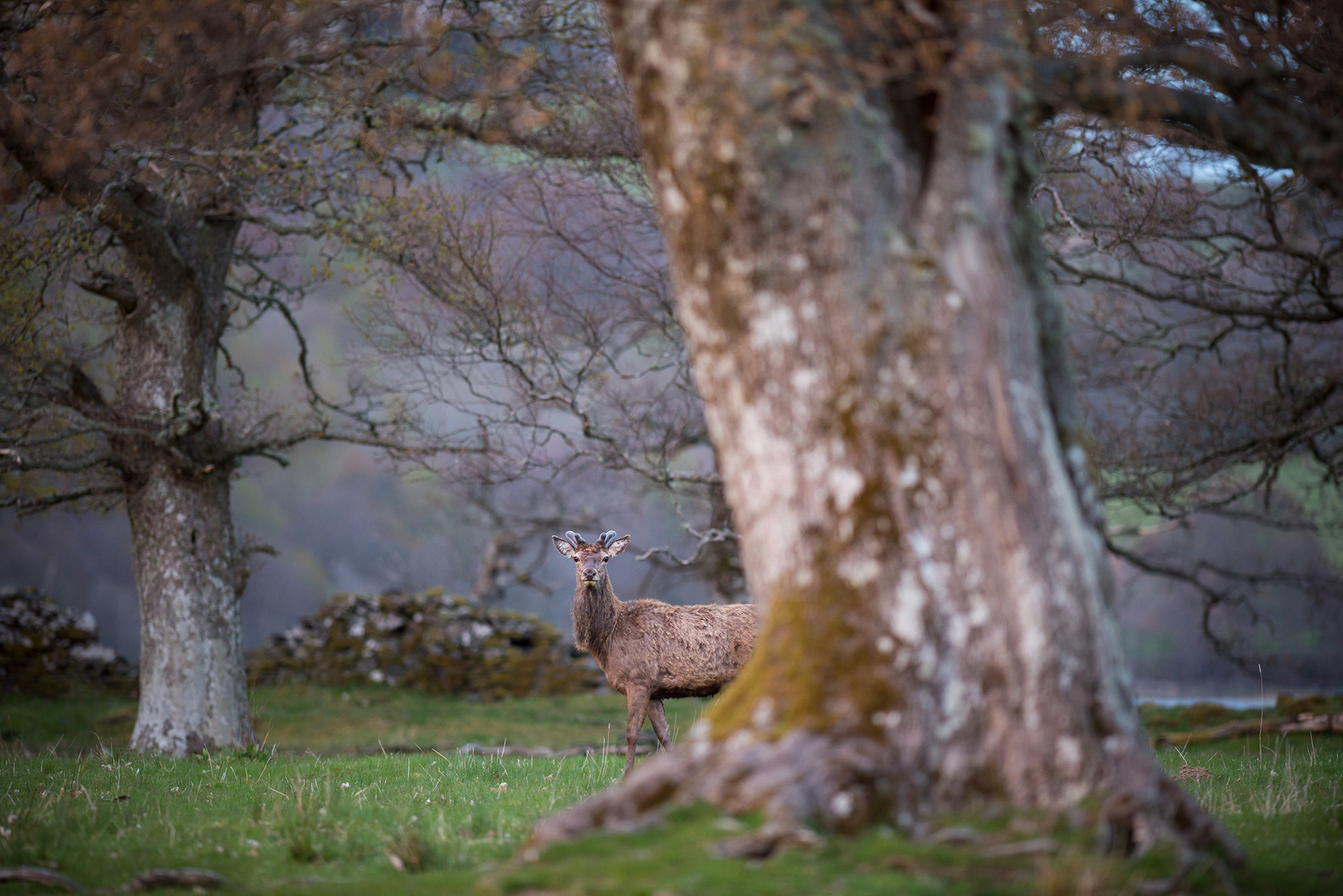 Loch Tay Stag (Loch Tay Hirsch)