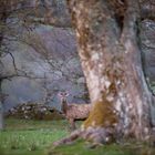 Loch Tay Stag (Loch Tay Hirsch)