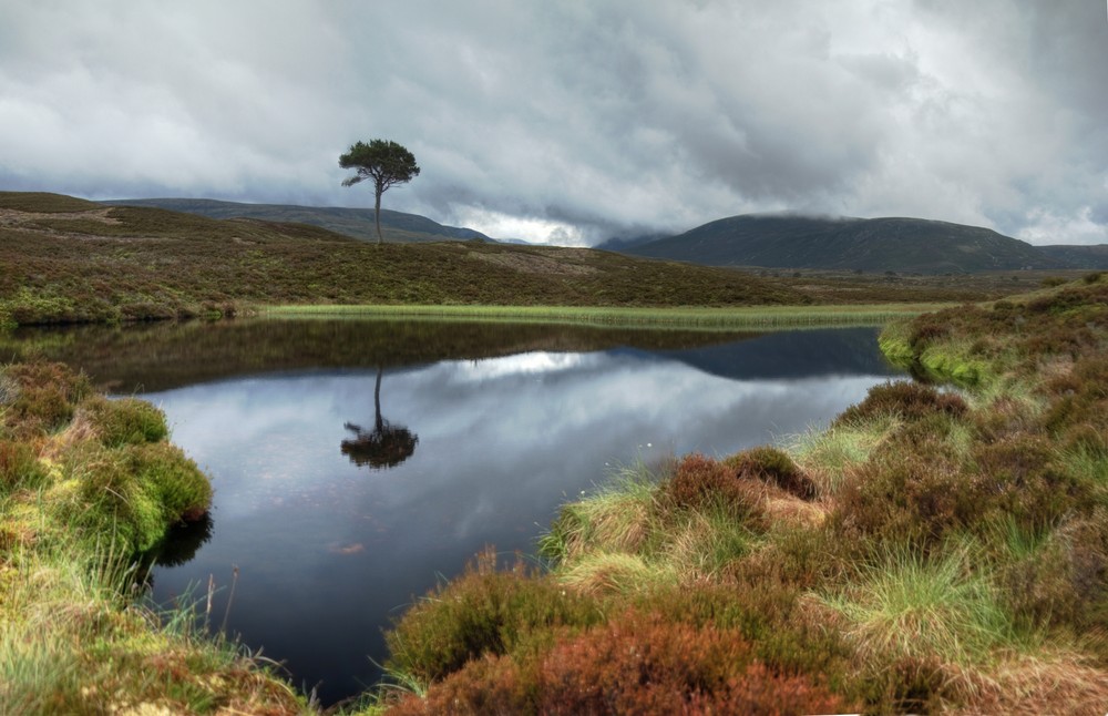 Lochan agus craobh