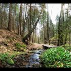 Lochbachklamm im Knüll Nordhessen