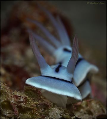 Loch's chromodoris (2)