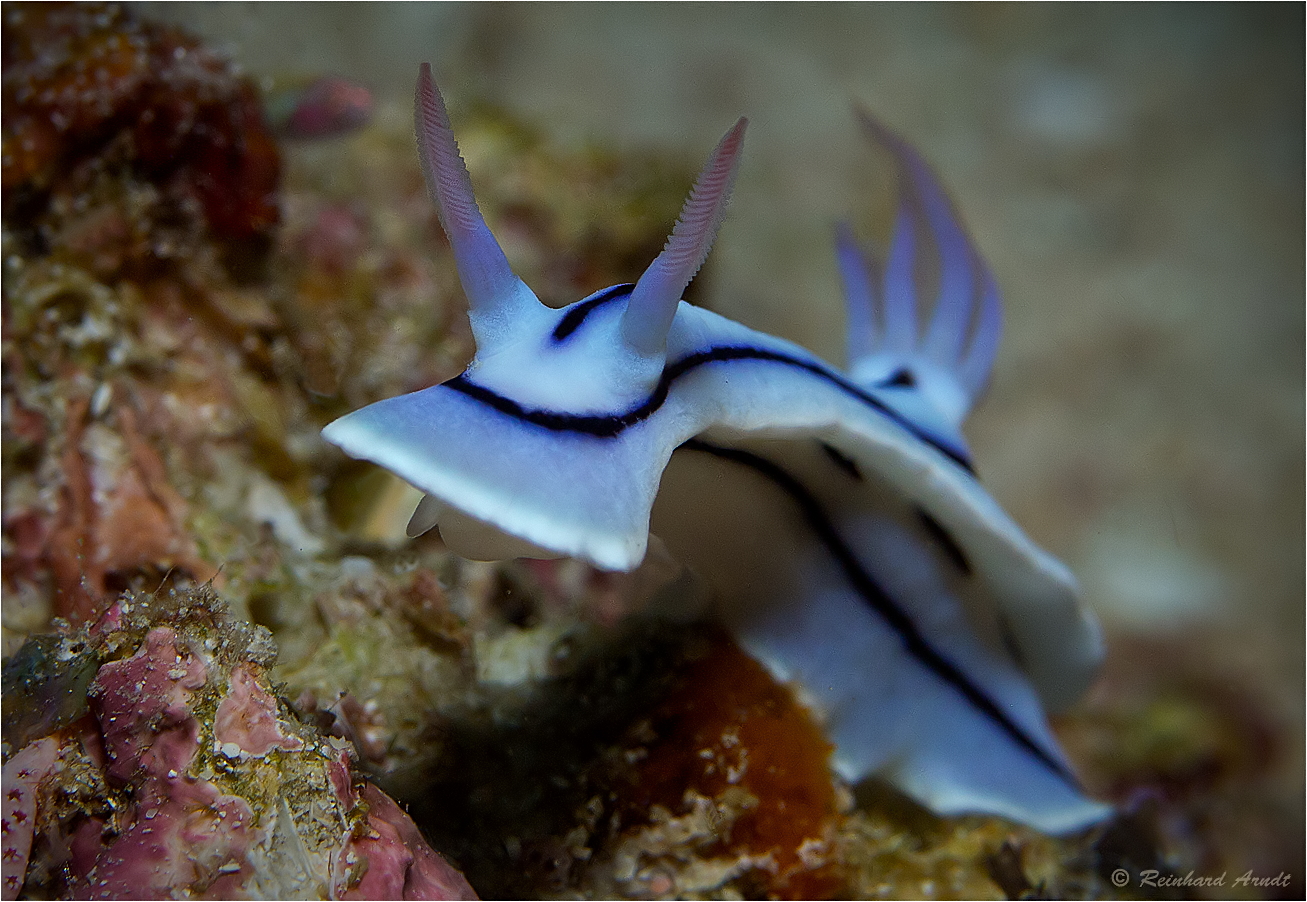 Loch's chromodoris (3)