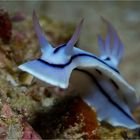 Loch's chromodoris (3)