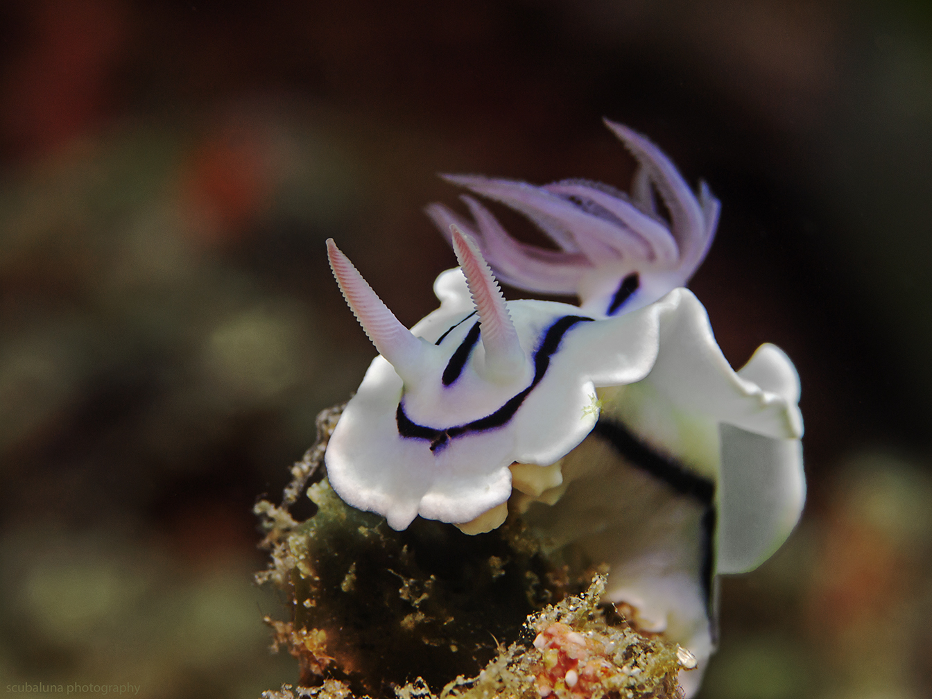 Loch`s Sternschnecke