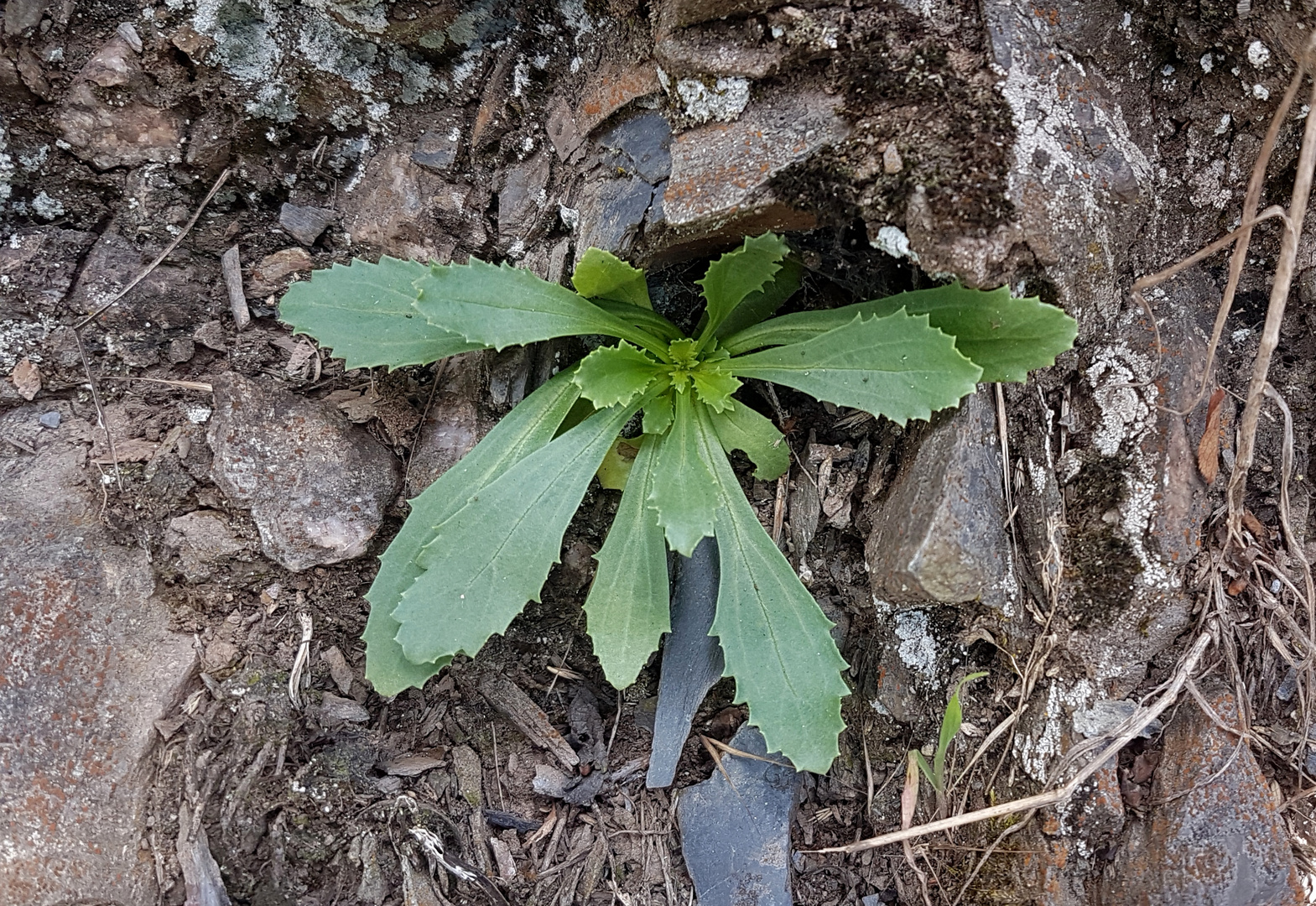 Lochschlund, Blattrosette