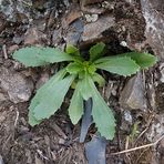 Lochschlund, Blattrosette