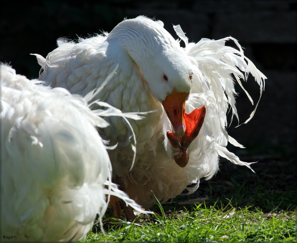 Locken-Gans