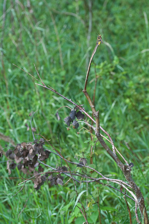 lockendes Weibchen von S.apiformis