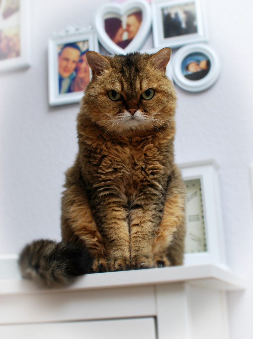 Lockenkatze - Selkirk Rex 