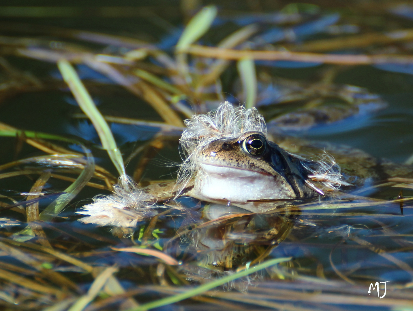 Lockenkopf-Frosch