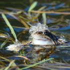 Lockenkopf-Frosch