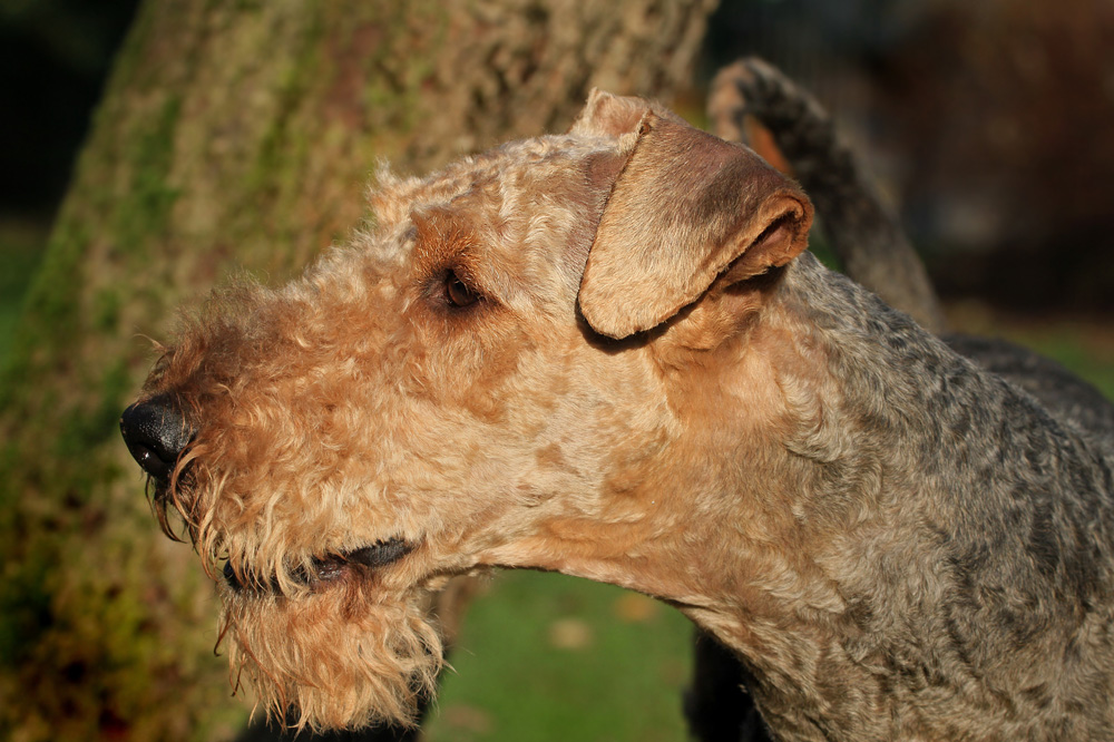 lockenlos Foto & Bild tiere, haustiere, hunde Bilder auf
