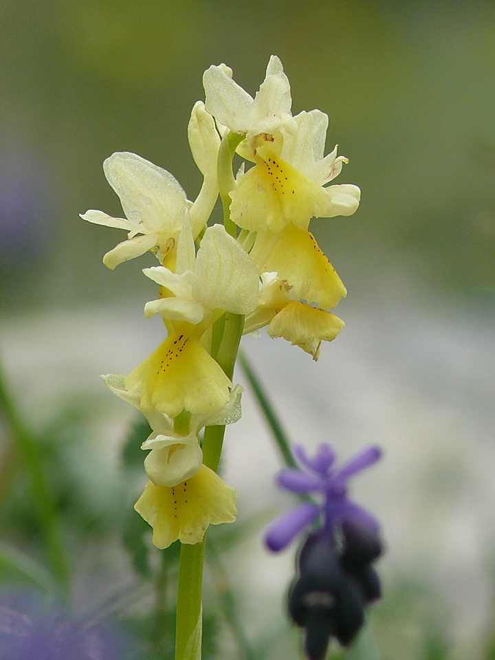 Lockerblütiges Knabenkraut ( Orchis pauciflora )