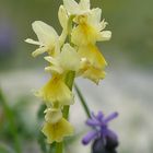 Lockerblütiges Knabenkraut ( Orchis pauciflora )