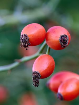 Lockige Hagebutten