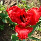 Lockige-Tulpe-