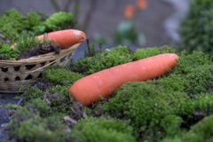 Lockmittel für den Osterhasen