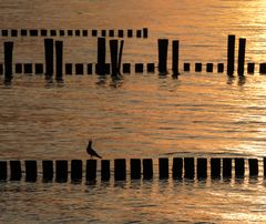 Lockruf bei Sonnenuntergang