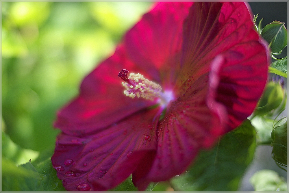 Lockruf der Blüte