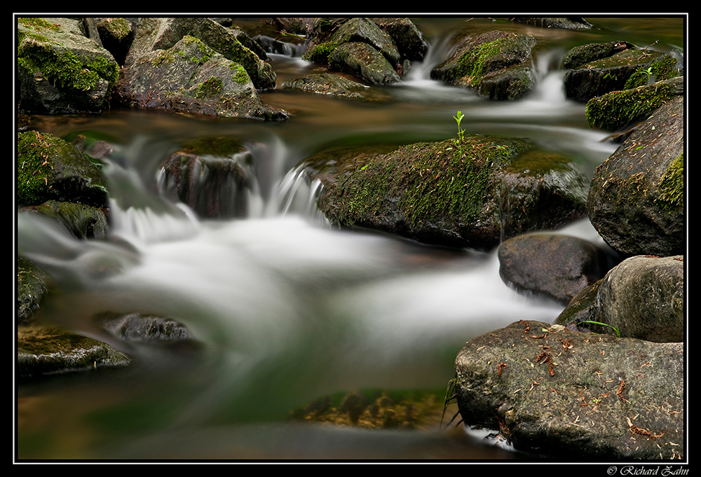 Lockwitzbach im Mai