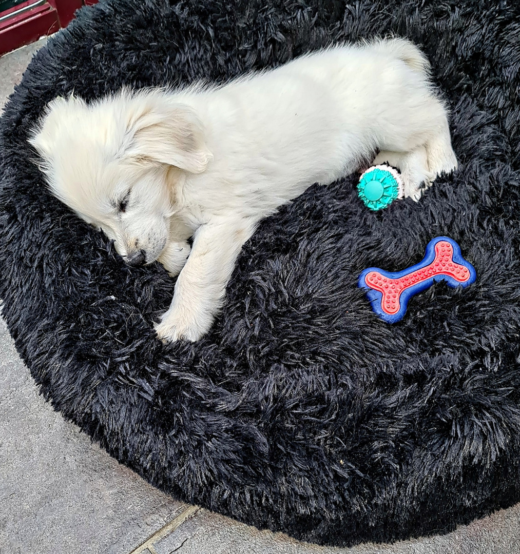 Locky, chiot golden retriever