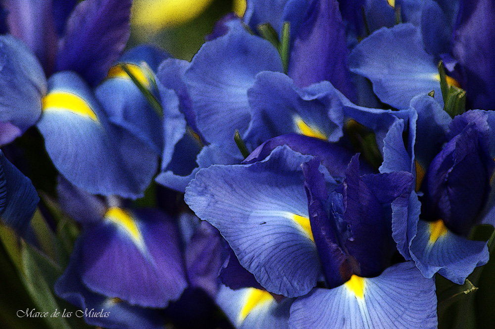 ...locura azul...